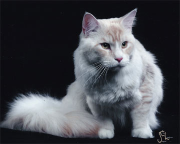 Ch. Wasychigan Merlin of Carstutz